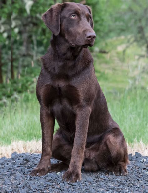 Madden - 10 Month Old Started Large Chocolate Male Labrador Retriever for Sale