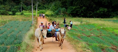 Traditional Sri Lankan Village Life Sri Lanka Activities Red Dot Tours ...