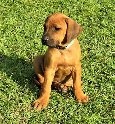 Rhodesian Ridgeback Puppies For Sale | Pensacola, FL #328164