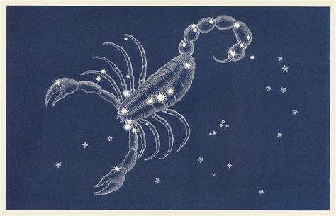 The Constellation Scorpio Date Drawing by Mary Evans Picture Library ...