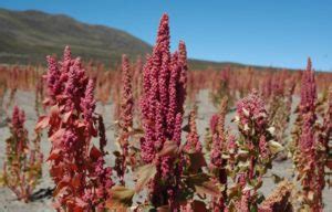 Quinoa Farming Information Guide For Beginners | Agri Farming