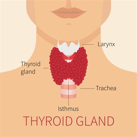 Human thyroid gland diagram | Mary Opfer Nutrition