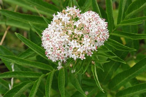 Sambucus ebulus