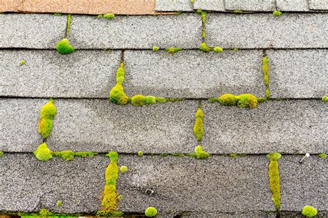 How to Clean Moss off Roof - The Right Way - Richmond Home Inspector