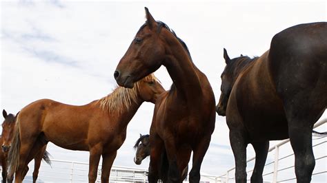 Wild Mustangs Give Patrol Horsepower On The Border : NPR