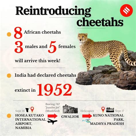 Cheetahs return to India, September 18, 2022: 70 years after extinction, PM Modi releases 'India ...