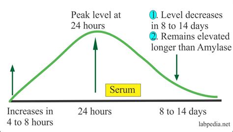 Lipase Serum - Labpedia.net