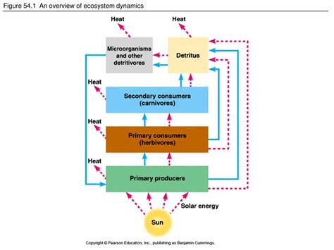 PPT - Figure 50.5 Flowchart of factors limiting geographic distribution PowerPoint Presentation ...