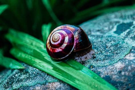 What Are the Different Mystery Snail Colors?