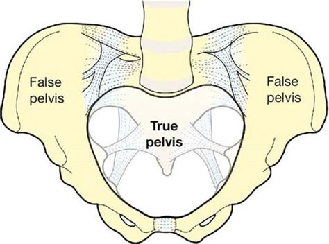 True Pelvis Anatomy