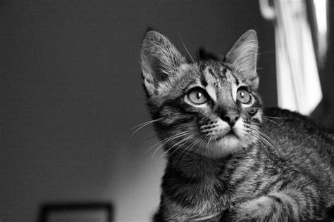 Grayscale photography of tabby cat HD wallpaper | Wallpaper Flare