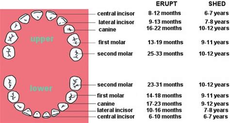 Dentition and Types of Teeth