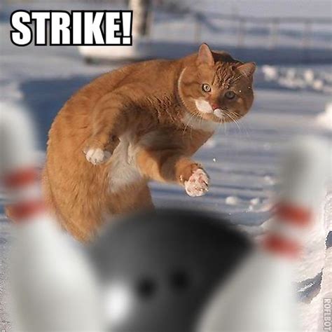 Just for fun pic: Bowling Cat - Strike