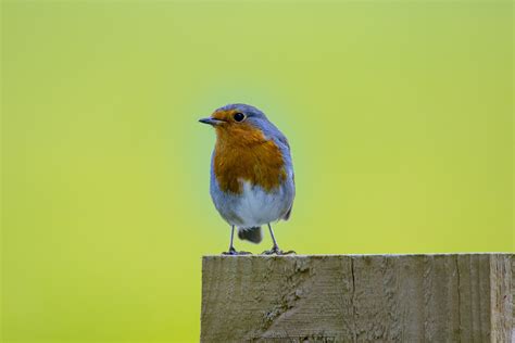 Robin Erithacus Rubecula Free Stock Photo - Public Domain Pictures
