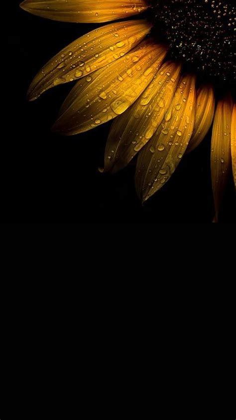 Yellow Flowers With Black Background