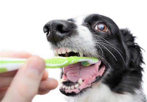 Can My Dog's Rotting Teeth Be Fixed? (Treatment Options & Prevention)