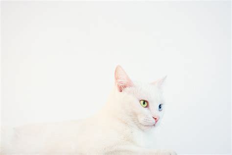 White Odd-eye Cat Lying on White Surface · Free Stock Photo