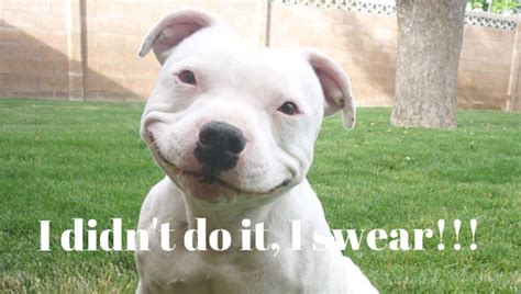 10 Reasons Staffordshire Bull Terriers Are The Worst Breed EVER