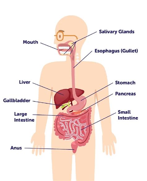 Anatomy Of The Digestive System Laminated Wall Chart With