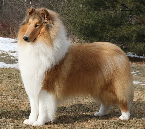 Rough Collie Info, Temperament, Lifespan, Puppies, Pictures