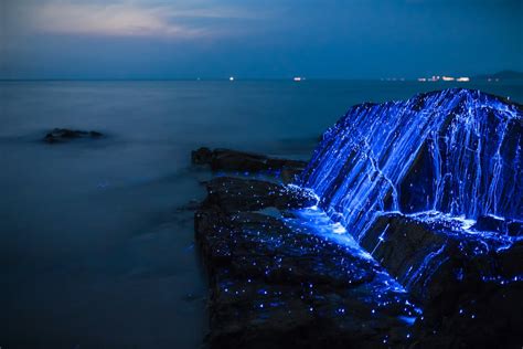 Shooting Sea Fireflies Lighting Up the Rocks On a Japanese Beach ...