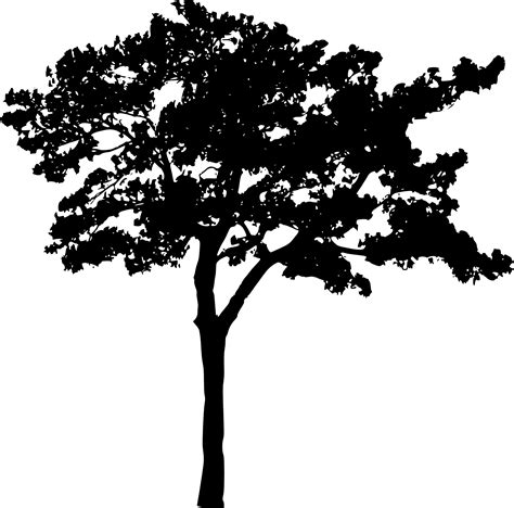 Tree Silhouette Png Transparent