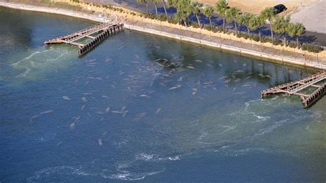 TECO's Manatee Viewing Center reopens for season | FOX 13 Tampa Bay