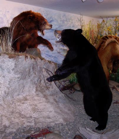 Alaska Wildlife Museum | Glennallen AK