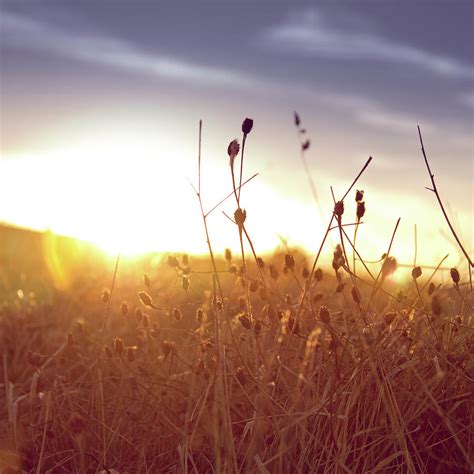 Field Of Dry Grass At Sunset Photograph by Fran Velasco - Pixels