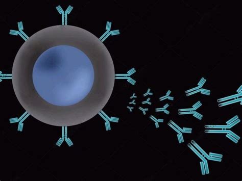 B cell development stages Explained in a Simple Way | The Immune System ...