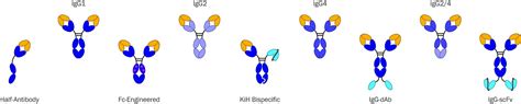 Isotype Controls - What is it and why use it? Find it out