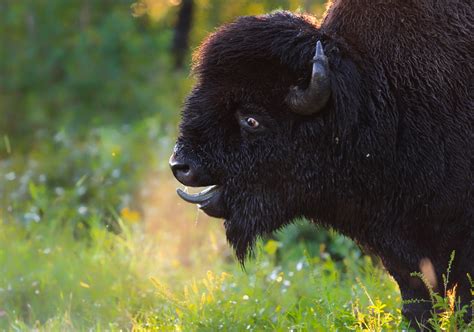 Plains Bison Conservation Herds | Sidney Blake Photography