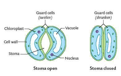 BIOLOGY ORDINARY LEVEL NOTES: OSMOSIS AND THE OPENING AND CLOSING OF ...