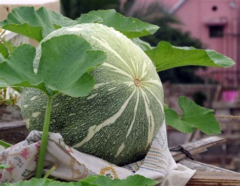 Growing Pumpkin in Containers - A Complete Guide