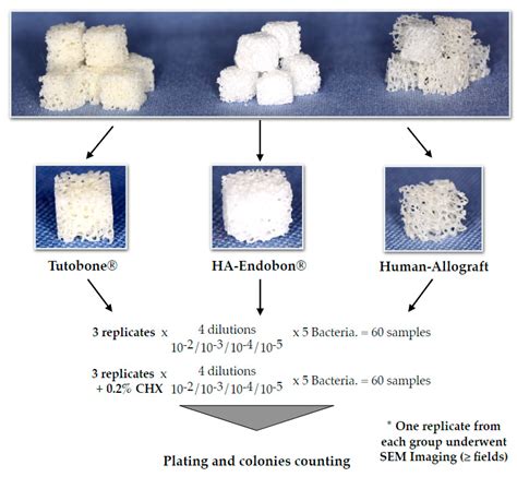 Materials | Free Full-Text | High Potential of Bacterial Adhesion on ...