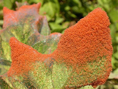 Red Spider Mites On Tomato Plants