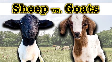 Raising SHEEP vs GOATS: WHICH IS A BETTER HOMESTEAD ANIMAL? - The Shepherdess