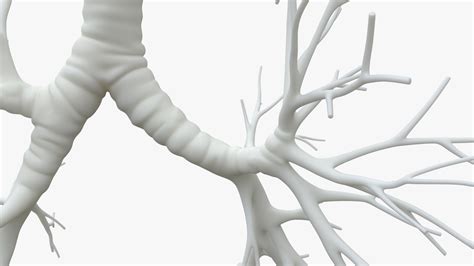 Trachea for 3D printing 3D Model $99 - .obj .fbx .ma - Free3D