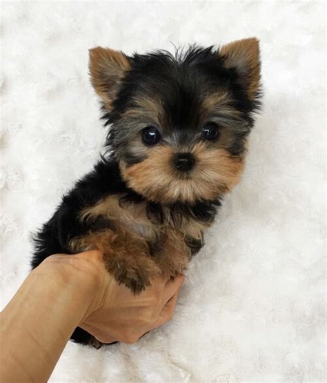 Yorkshire Terrier for Sale in Nevada - Reno | #59907 - PetZDaddy