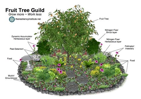 Plant a Fruit Tree Guild - The Resiliency Institute | Jardin foret ...