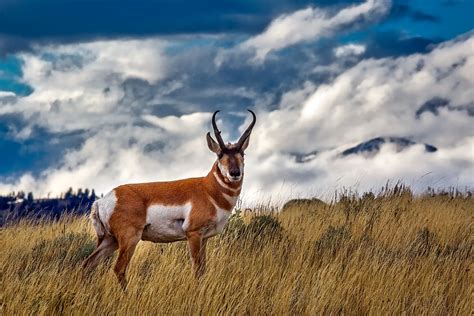 Pronghorn Deer Animal Wildlife · Free photo on Pixabay