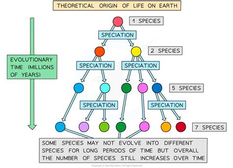 AQA A Level Biology复习笔记7.3.5 Evolution-翰林国际教育