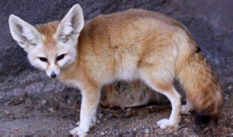 Fennec Fox - Key Facts, Information & Pictures