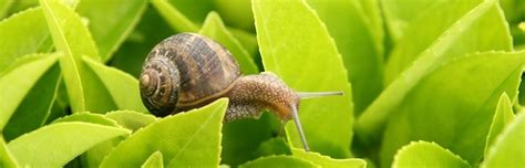 Caracol de jardín-Caracol hechos e información | Chad Wilken's