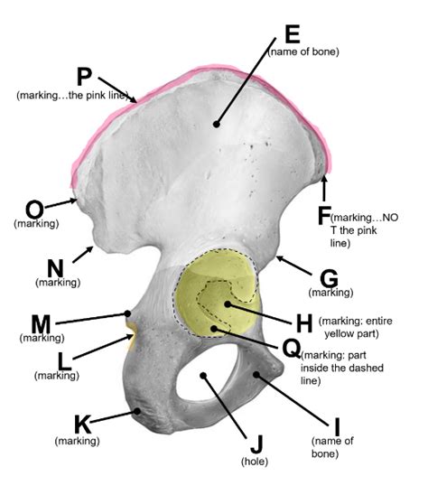 Labeling the Hip Bone Diagram | Quizlet