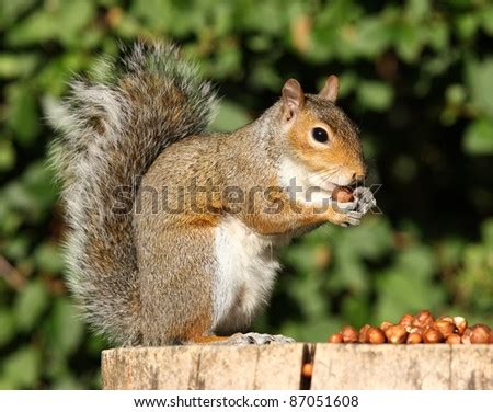 Portrait Of A Grey Squirrel Eating Hazelnuts On A Tree Stump In Autumn Sunshine Stock Photo ...