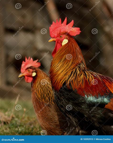 Brown Leghorn Hen and Rooster Stock Image - Image of close, farming: 10392915