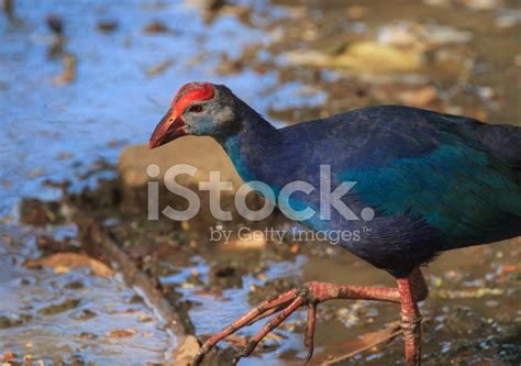 Purple Swamphen Bird Stock Photo | Royalty-Free | FreeImages