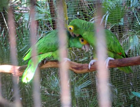 Introducing the Animals of Belize City Zoo