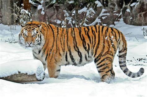 Moscow zoo in winter